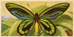 Large Tortoiseshell #22  British Butterflies 1963 Brooke Bond Card C1939 