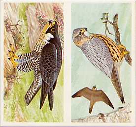 Kestrel #32 Wild Birds In Britain 1965 Brooke Bond Tea Card C1961 
