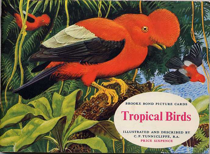 C1945 Magnificent Frigate Bird #34 Tropical Birds 1961 Brooke Bond Tea Card 