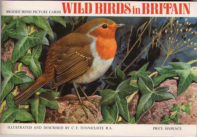 C1961 Arctic Skua #46 Wild Birds In Britain 1965 Brooke Bond Tea Card 